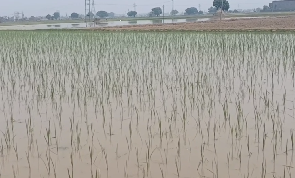 हरियाणा में मानसून की देरी