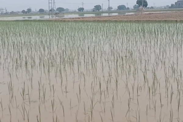 हरियाणा में मानसून की देरी
