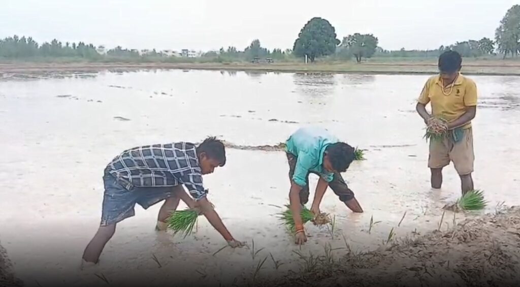 जीरी की बुवाई