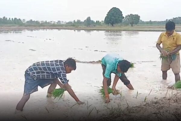 जीरी की बुवाई