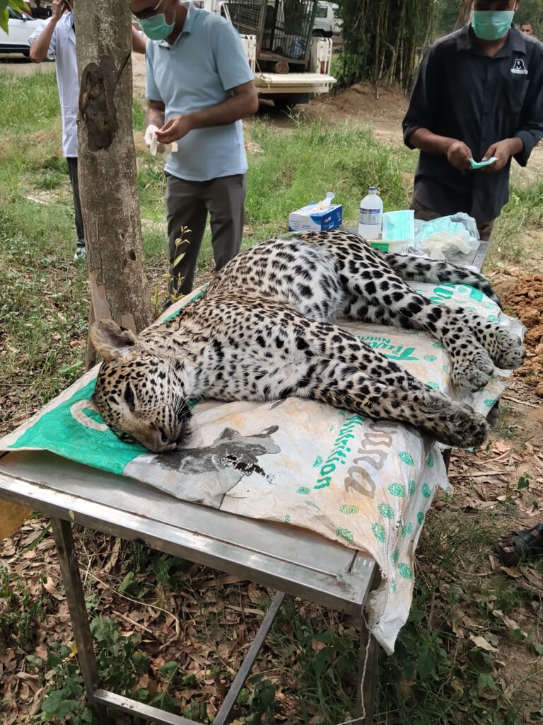 कलेसर नेशनल पार्क तेंदुआ मौत