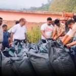 बद्दी पुलिस ने 400 किलो अफीम डोडे बरामद किए