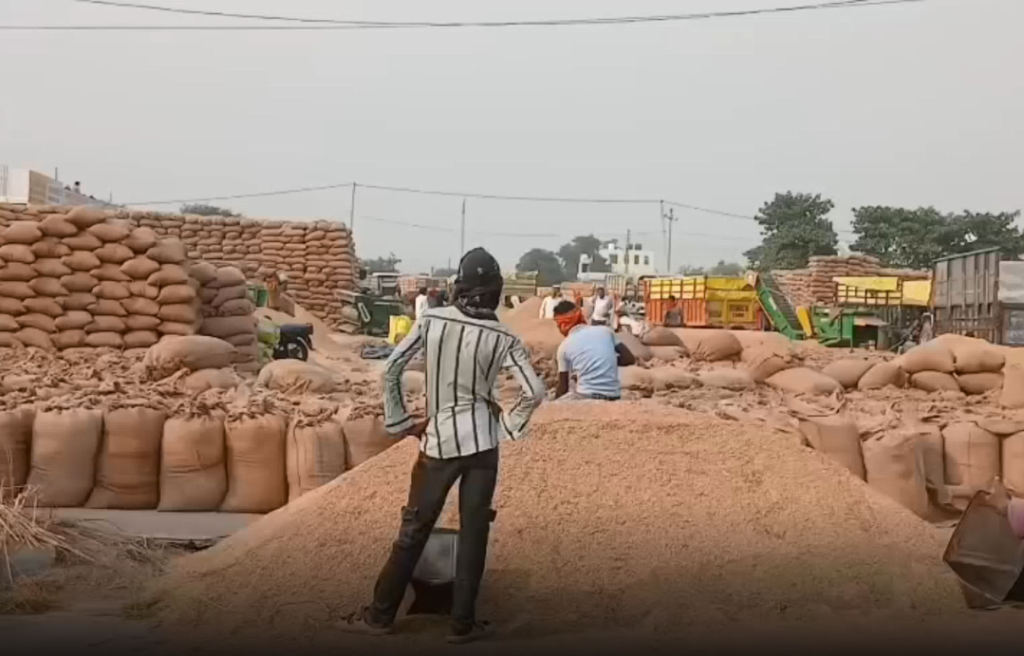 अंबाला कैंट मंडी धान खरीद