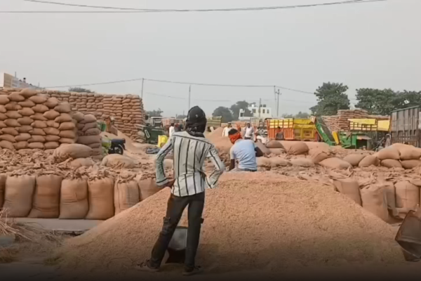 अंबाला कैंट मंडी धान खरीद