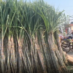 अहोई माता के व्रत को लेकर बाजार में बिक्री के लिए रखे गए गन्ने।