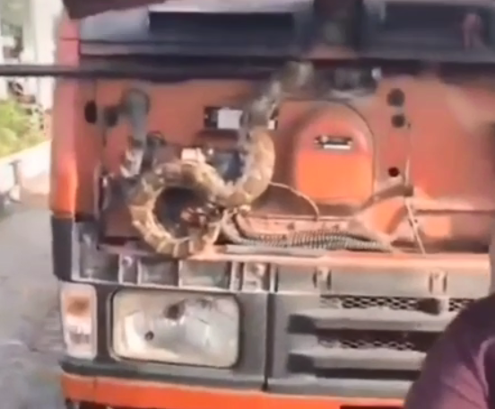 फरीदाबाद कैंटर में अजगर